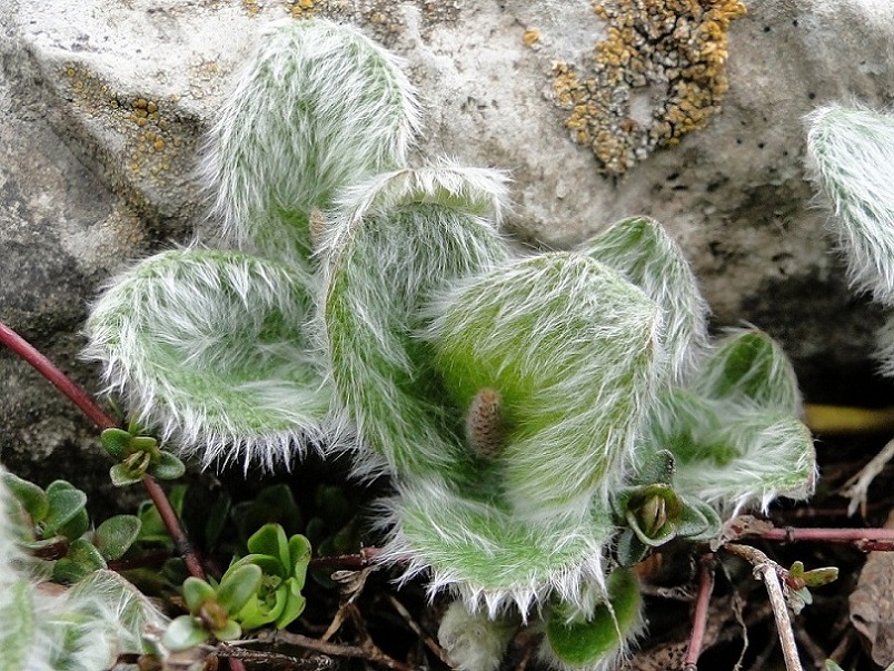 Villosa, irsuta, lanuginosa....: Salix reticulata L.